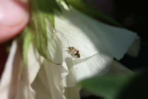 tarnished plant bug adult