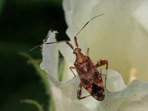 clouded plant bug adult