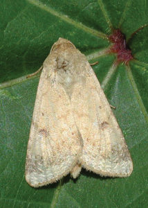 adult bollwormm moth