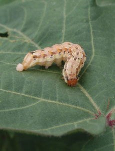 bollworm larvae